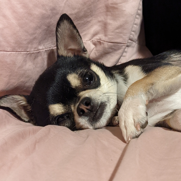 Meet your Posh Ambassador, Tatiana - Picture 3 of 9